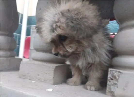 The master left her only child in the trash, and she couldn't smile