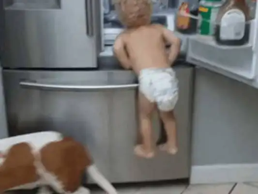 The young master went to the fridge to look for something, pulled the dog to be a stumbling block, and it happened with both feet