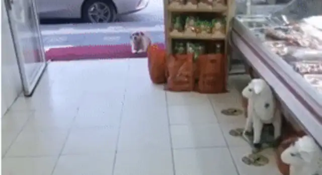 I found a little stray dog, but the netizen grew up: it was so polite
