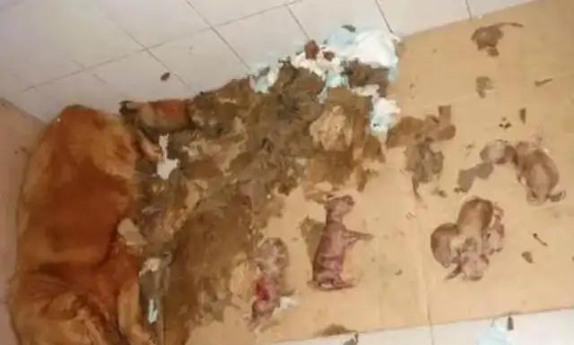 The first-born puppy was thrown to death and the pregnant wife asked why she didn't sell it