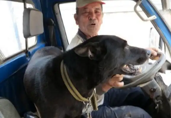 13 years of dog vaccination