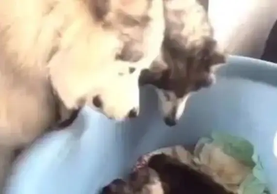 Dad's seen a dog for half a day, not a bit like it