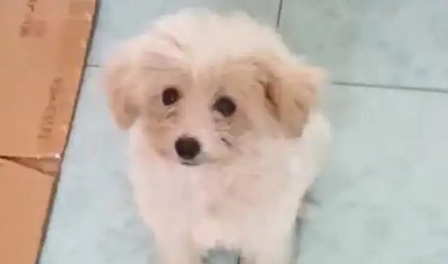 The stray dog looks like a sticky guy, and she's in love with her eyes