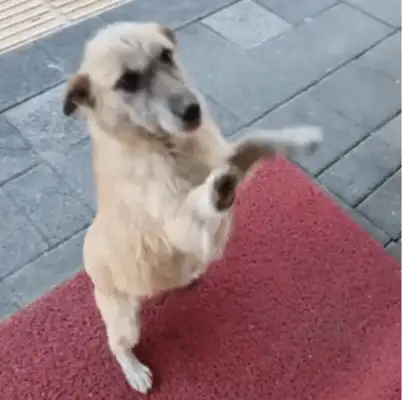 I found a little stray dog, but the netizen grew up: it was so polite