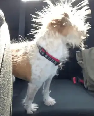 The dog's hair is static. It's up
