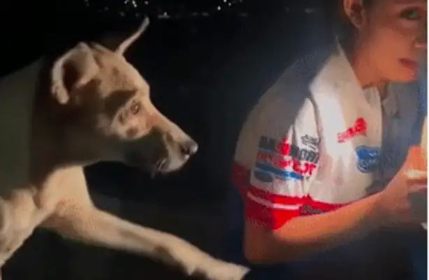 I found a little stray dog, but the netizen grew up: it was so polite