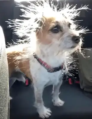 The dog's hair is static. It's up