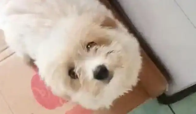 The stray dog looks like a sticky guy, and she's in love with her eyes