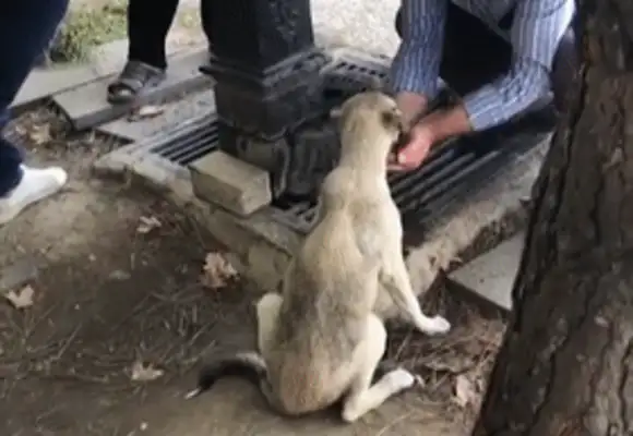 I found a little stray dog, but the netizen grew up: it was so polite