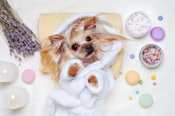 A lot of accidents with pets? Watch out for spleen break-ups and coping strategies