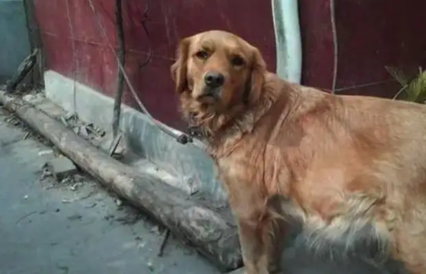 The first-born puppy was thrown to death and the pregnant wife asked why she didn't sell it