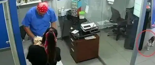 The master took the dog to the inoculation