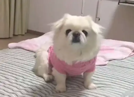 The master shall rest in bed, and the dog shall gather the chicken for a long time: Let's repair the body