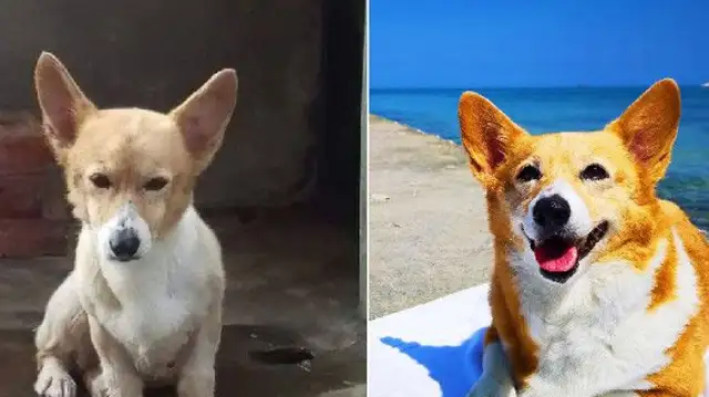The Corkids were rescued at the breeding grounds and lucky enough to take him to the world