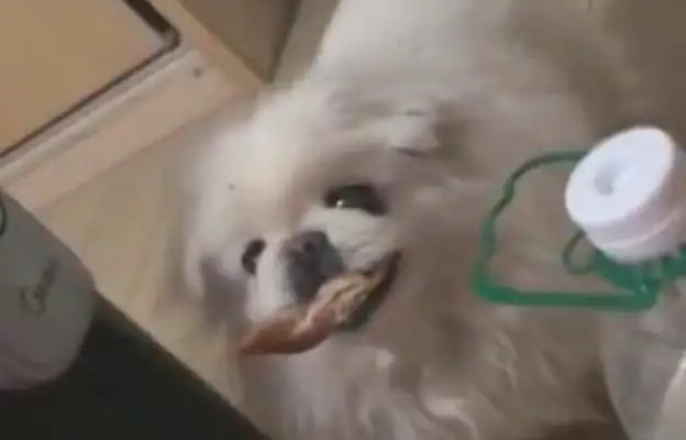The master shall rest in bed, and the dog shall gather the chicken for a long time: Let's repair the body