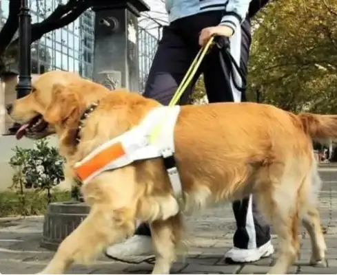 Why does the master hit the dog? Expert: Because the dog sees you like this