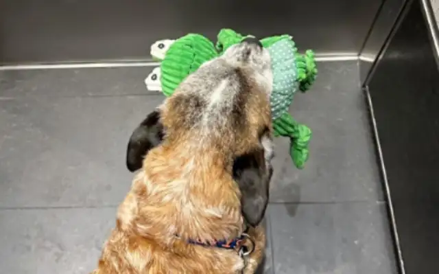 When an 8-year-old dog was adopted, he was like a child. He had to carry a toy to get out