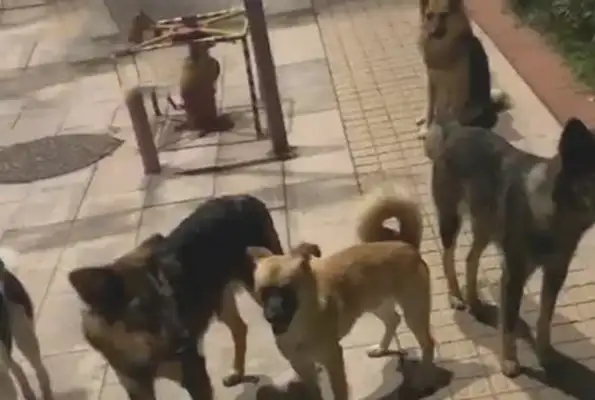 The woman came home in the middle of the night, heard the dog barking, almost scared on her back