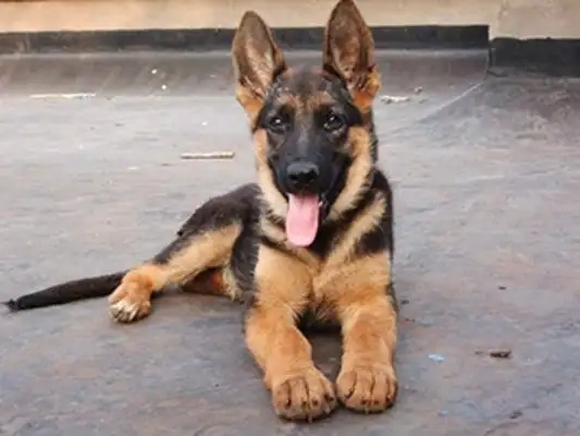 He's in front of the owner's shop