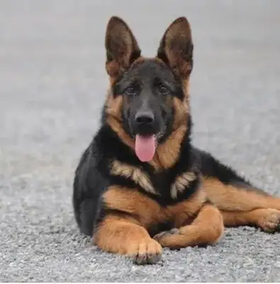 He's in front of the owner's shop