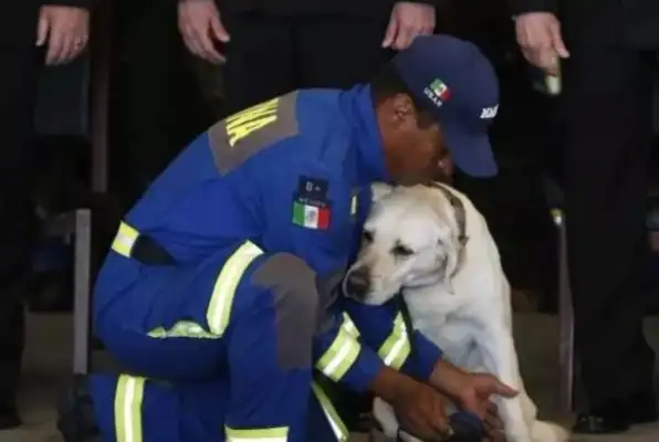 The search dog saved 53 people in nine years: a dog lives to be a hero
