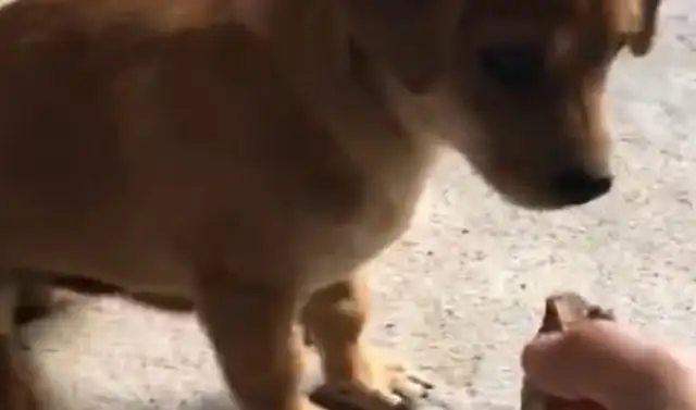 The dogs saw the meat on the hands of the boys and continued to paint the meat in the ground