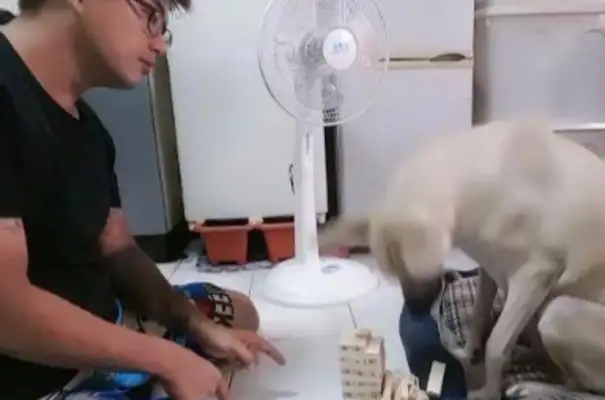 The master wants to teach the dog how to fold. The rules aren't over yet