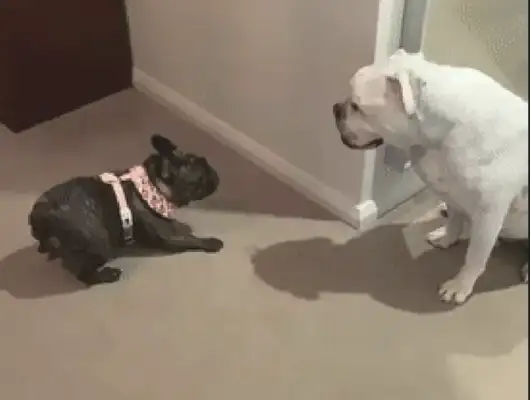Little Fist fights with intent to provoke the big dog, and pulls up his hips at it: Hit me if you can