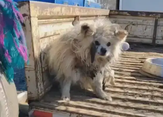The old Bo-mi who was sold in the dog car when his leg was broken, couldn't get out of fear