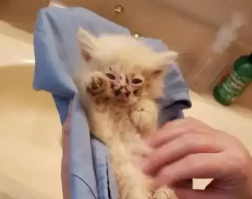 The stray cat was adopted, small but powerful, and managed to be the boss of two dogs
