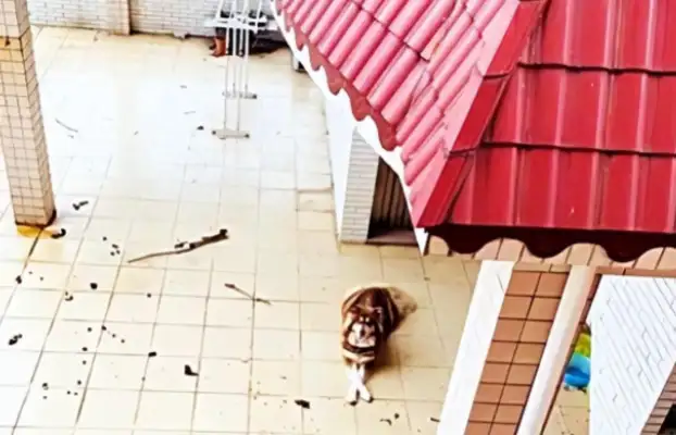 The dog was trapped on the roof, the good neighbor helped feed him, and it was only a month before he found himself fooled
