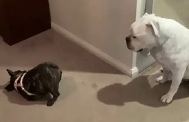 Little Fist fights with intent to provoke the big dog, and pulls up his hips at it: Hit me if you can