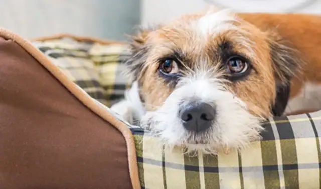 80% of the dog's dissociation anxiety is due to the master's events >8230;