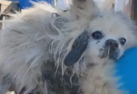 The old Bo-mi who was sold in the dog car when his leg was broken, couldn't get out of fear