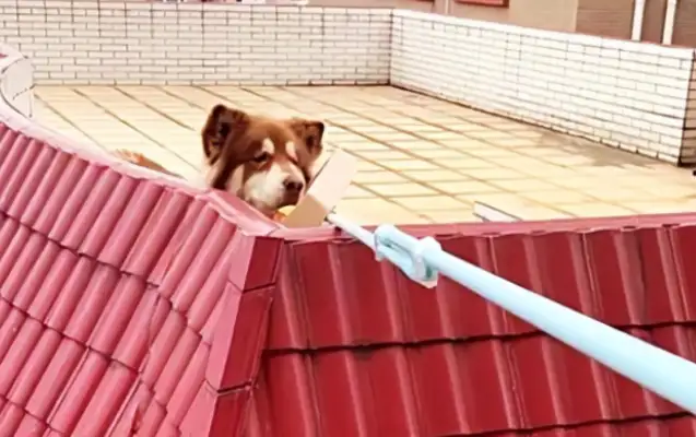 The dog was trapped on the roof, the good neighbor helped feed him, and it was only a month before he found himself fooled