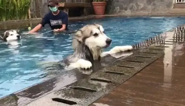 The sleigh dogs are preparing for a swim special
