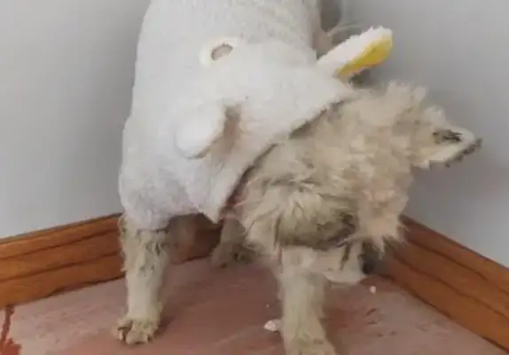 The old Bo-mi who was sold in the dog car when his leg was broken, couldn't get out of fear