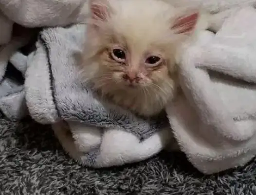 The stray cat was adopted, small but powerful, and managed to be the boss of two dogs