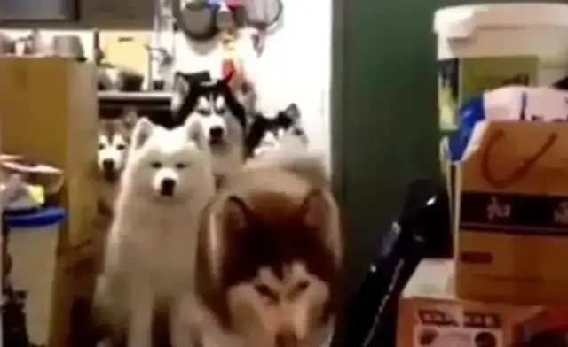 The master calls out the name of the dog, he hears everything, and it will only shine