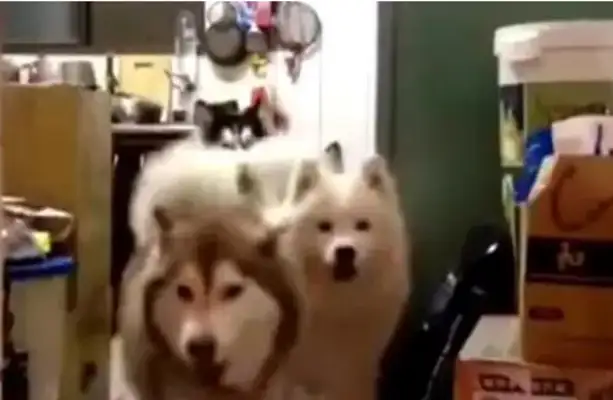 The master calls out the name of the dog, he hears everything, and it will only shine