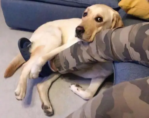 Blondie made a mistake, the owner threw it into the dead well and people cried when they saw the dog look