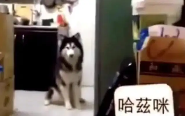 The master calls out the name of the dog, he hears everything, and it will only shine
