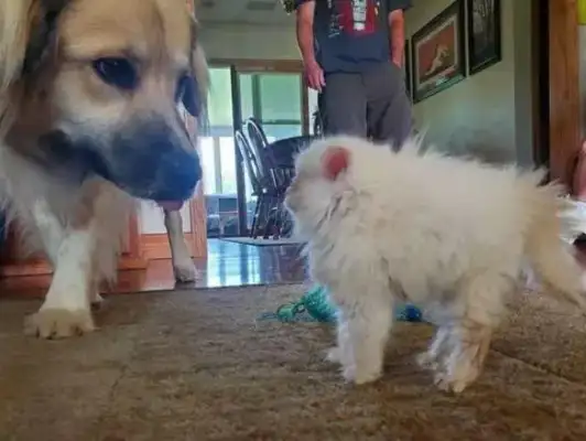 The stray cat was adopted, small but powerful, and managed to be the boss of two dogs