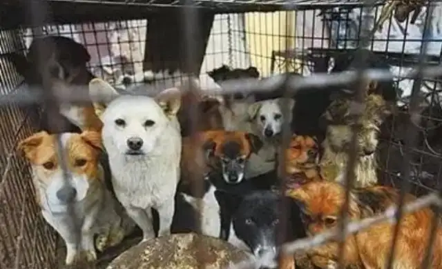 Slaughterhouse dogs are all over the place: 2-ha, Dejima's afraid of shaking, Mom and the baby make people cry