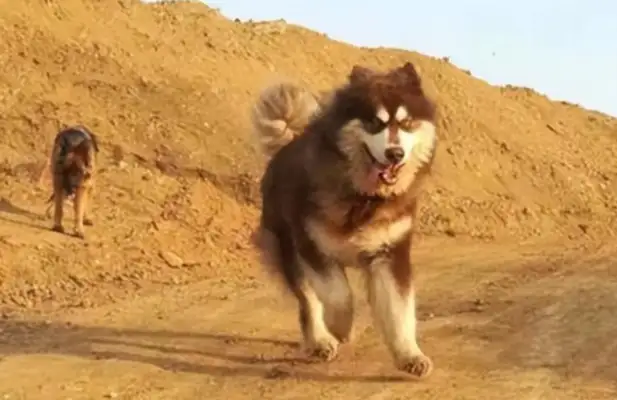 The dog was trapped on the roof, the good neighbor helped feed him, and it was only a month before he found himself fooled