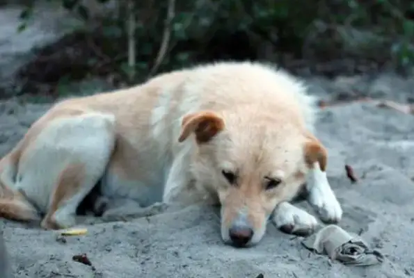 How do we put the stray dogs? Taking positive and loving measures for the proper placement of assistance