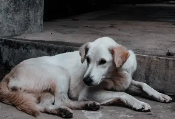 How do we put the stray dogs? Taking positive and loving measures for the proper placement of assistance