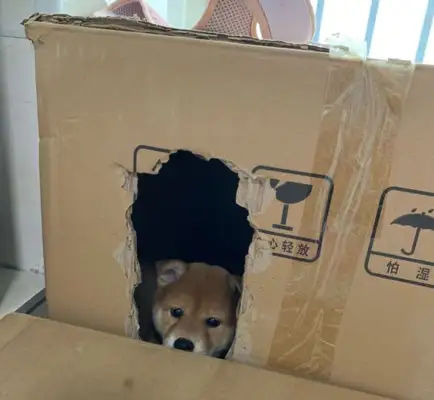 In the dream of moving to a new home and waking up in a familiar area, the dog: What happened after