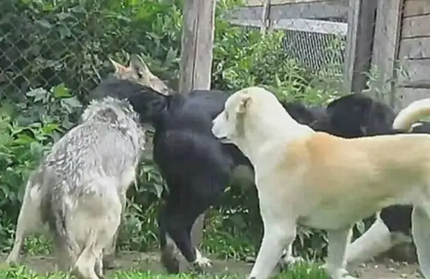 THE KING OF DOGS LED A BUNCH OF OLD PK WOLVES AND WAS CURED