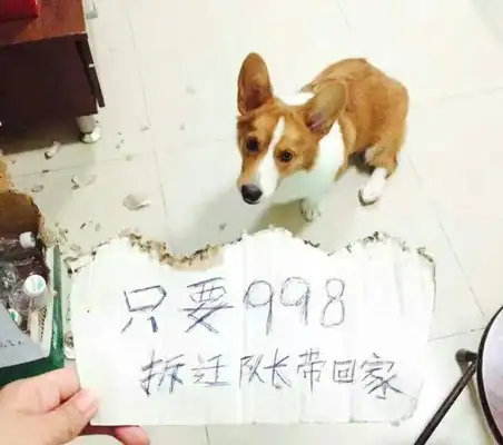 What do dogs do when we go out